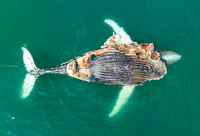 Dead Humpback Whale (2)