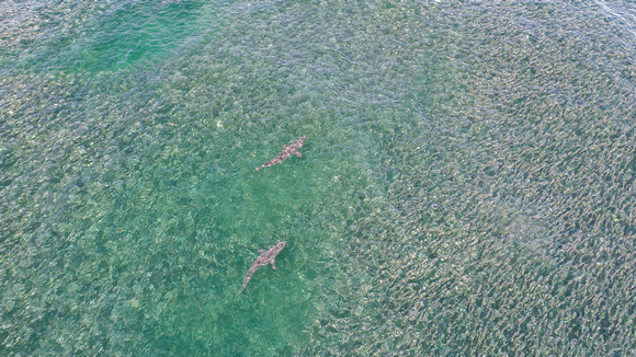 Davis Park Drone 8-15-2021 (25)