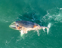 Dead Humpback Whale (19)