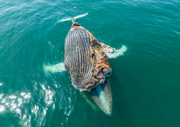 Dead Humpback Whale (5)