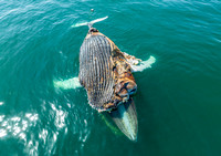 Dead Humpback Whale (5)