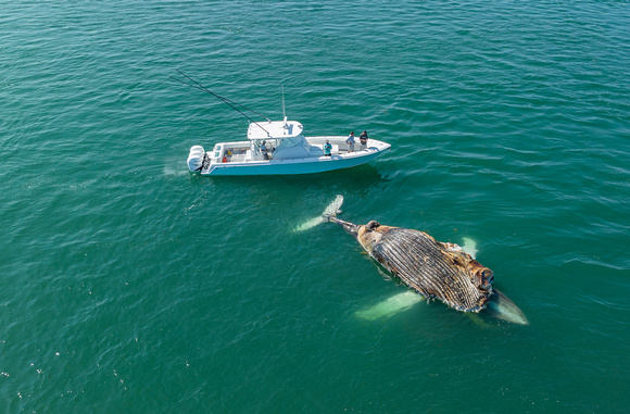 Dead Humpback Whale (12)