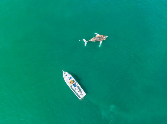 Dead Humpback Whale (6)