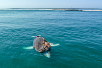 Dead Humpback Whale (4)