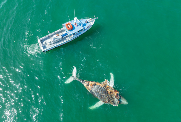 Dead Humpback Whale (9)