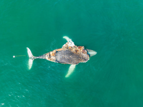 Dead Humpback Whale (1)