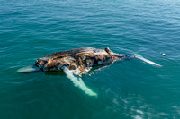 Dead Humpback Whale (3)