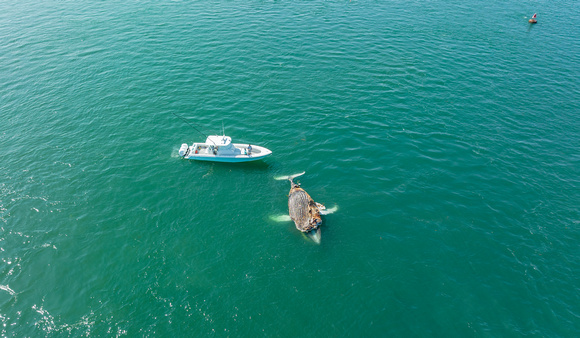 Dead Humpback Whale (11)