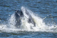 Humpback Whales 7-20-18