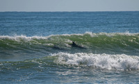 Dolphins off Bellport Beach