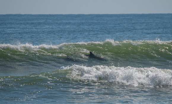 Dolphins off Bellport Beach
