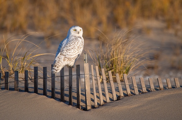 Snowy Owl on Fire Island
