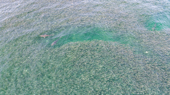 Davis Park Drone 8-15-2021 (24)